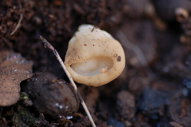 Helvella sp.?